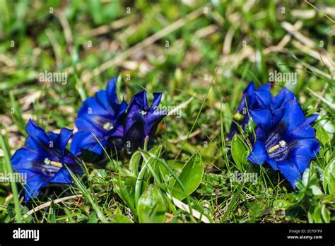 Kochscher Fotos Und Bildmaterial In Hoher Aufl Sung Alamy