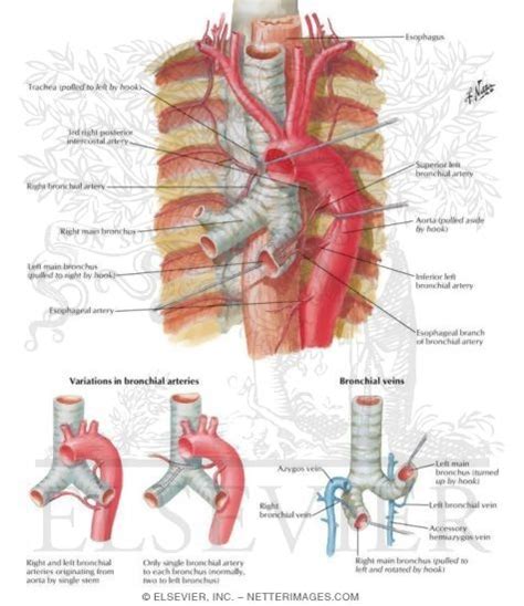 Bronchial Arteries and Veins