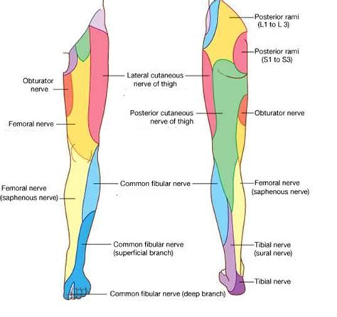 Cervical Radiculopathy Part 1 Clinical Presentation — Rayner And Smale