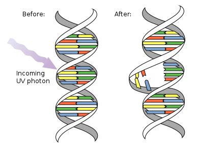 Germline vs. Somatic Mutations | Definition & Differences - Lesson ...