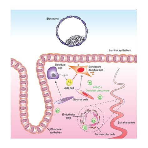 Stem Cells Wiley Online Library