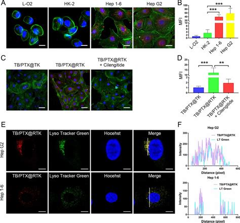 Targeted Imaging And Subcellular Localization Of Tumor Cells By