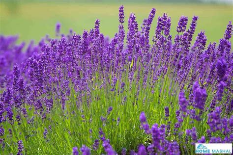 Spanish Lavender Vs English Lavender Major Differences