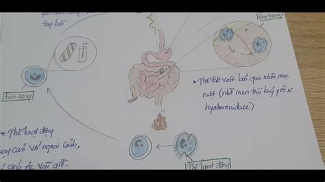 Tr Ng L Ng Balantidium Coli Youtube