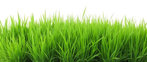 Grass Transparent PNGs for Free Download