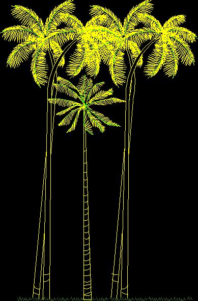 Coconut Trees 2D DWG Elevation For AutoCAD Designs CAD