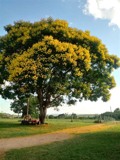 The 10 Best Shade Trees To Block The Sun And Beautify Your Yard Artofit