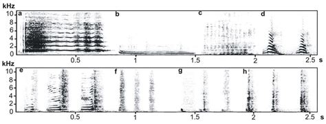 Spectrogram Illustrating Call Types Produced Toward Conspecifics By Download Scientific Diagram