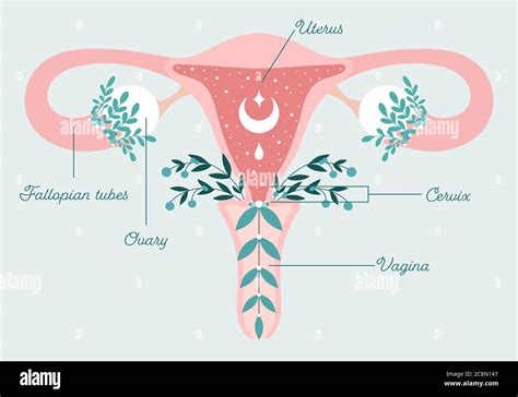 Schéma Floral Convivial De L Utérus Et De L Ovaire En Santé Santé Des Femmes Symbole De