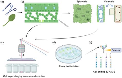 Research Strategies For Singlecell Transcriptome Analysis In Plant