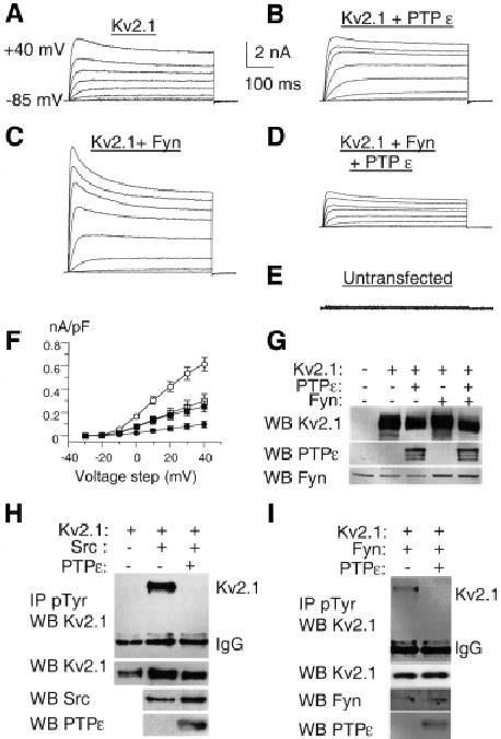 Effects of cyt-PTP e , activated Fyn and Src kinases on Kv2.1 tyrosine ... 