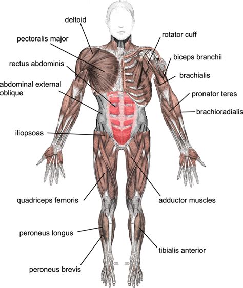 รวมกัน 90 ภาพ ระบบ กล้าม เนื้อ Muscular System ใหม่ที่สุด