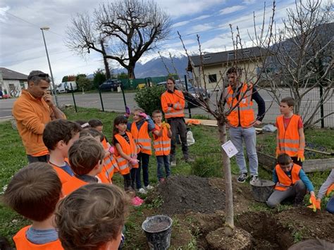 Ce Plantation Arbre Groupe Scolaire Pierre De Tarentaise