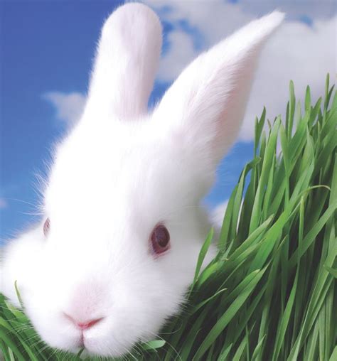 Why do rabbits have long ears? | How It Works Magazine