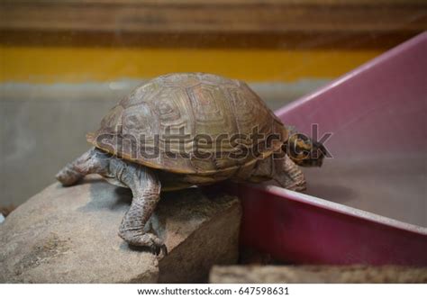 5 Brown Tortoise Inside Glass Tank Images, Stock Photos & Vectors ...