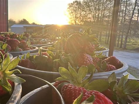 Holland Bottom Farm Officially Looks Like Strawberry Paradise