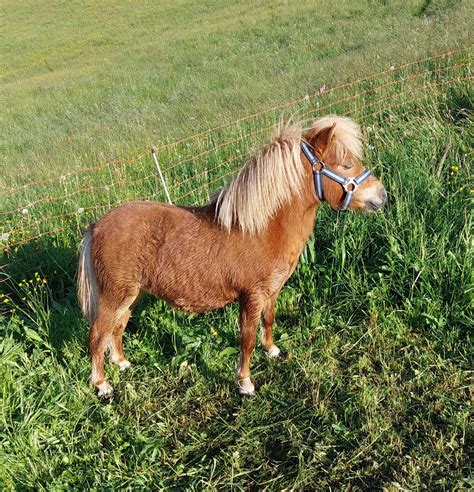 Pferdemarkt Pony Mini Shetty Pony Hengst Kaufen Landwirt