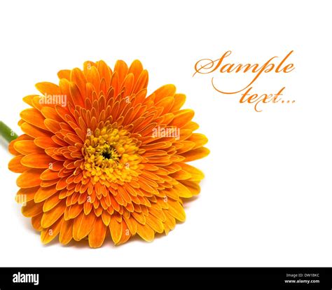 orange flower isolated on white background Stock Photo - Alamy