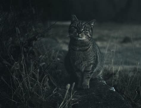 Retrato De Un Gato Sentado En El Campo Foto Premium