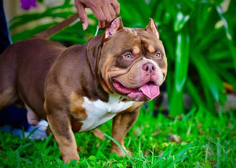 About Us | Extreme Pocket Bullies | American Pocket Bully for Sale