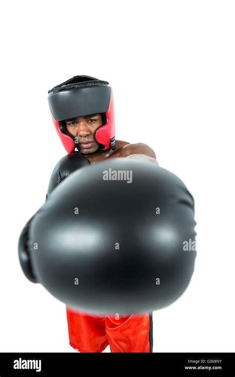 Boxer Performing Upright Stance Stock Photo Alamy