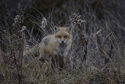 Fox Stephen Walsh Flickr