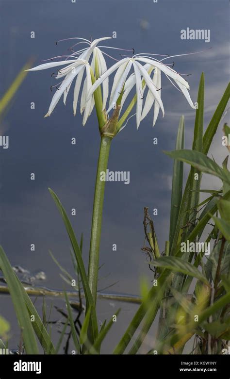 Swamp Plant With Flowers Hi Res Stock Photography And Images Alamy