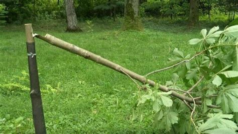 Wandale Znowu W Akcji Tym Razem Zniszczyli Sadzonki Drzewek MamNewsa Pl