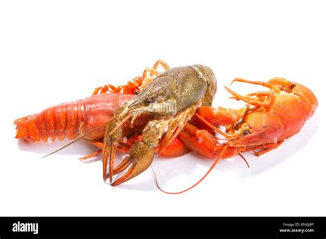 Crayfish On A White Background Crayfish Isolated On White Stock Photo