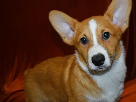 Pembroke Welsh Corgi Dog Male Red 3958216 Petland Dunwoody