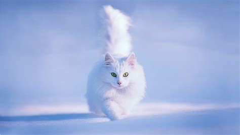 🔥 [40+] Winter Cat Wallpapers | WallpaperSafari