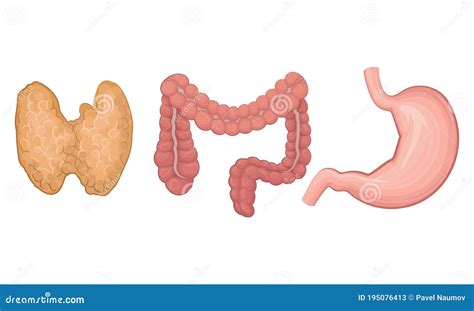 Alvleesklier En Dikke Darm Als Onderdeel Van De Vector Van Het
