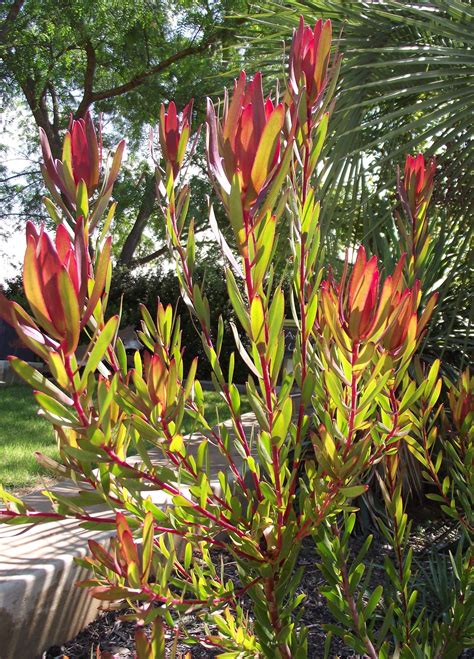 Leucadendron Salignum Red Devils Blush Dazzling Conebush Rarely