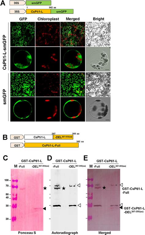 Subcellular Localization And In Vitro Phosphorylation Of Cspti L A