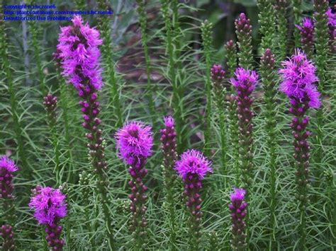 Plantfiles Pictures Gayfeather Blazing Star Liatris Spicata 1 By