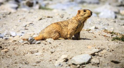 Himalayan Marmot, Marmota Himalayana At Leh Ladakh Stock Image - Image ...