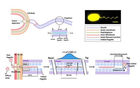 北大白凡课题组关于细菌鞭毛组装过程的动态研究—论文—科学网