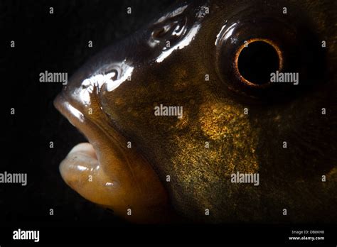 Prussian carp Stock Photo - Alamy