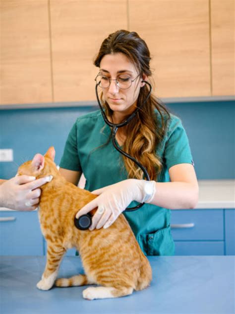 Valor De Medicamento Para Gato Residencial Nosso Lar Medicamento Para