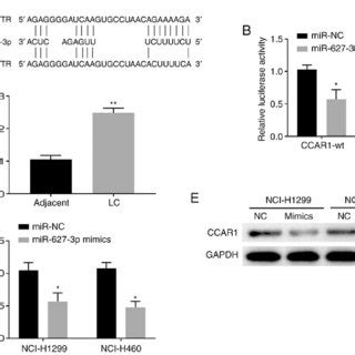 MiR 627 3p Directly Targets CCAR1 A Bioinformatic Analysis Of The