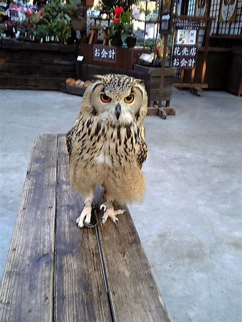 『花と鳥の楽園 掛川花鳥園』掛川静岡県の旅行記・ブログ By Stamp Maniaさん【フォートラベル】