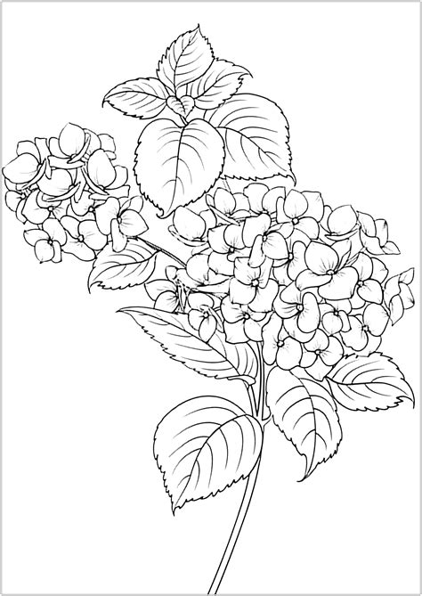 Hydrangea Coloring Pages Coloring Home