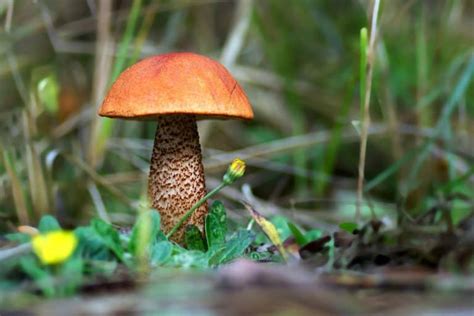 Growing Wine Cap Mushrooms Made Easy Star Mushroom Farms