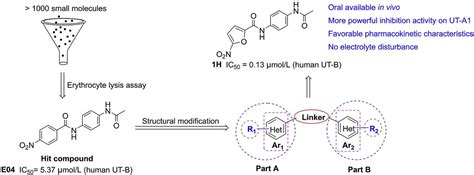 Novel Urea Transporters Ut I Image Eurekalert Science News Releases