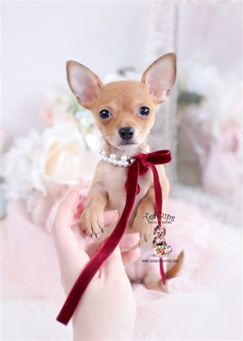 Teacup Chihuahuas And Chihuahua Puppies For Sale By Teacups Puppies And Boutique Teacup Puppies