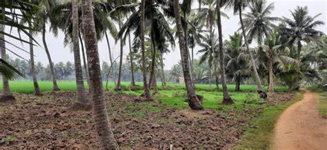 Agricultural Land Acre For Sale In Muramalla East Godavari Rei