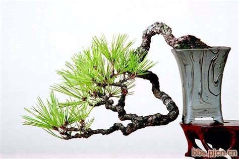 Pin De Skar X Em Bonsai Pine Em Rvores Bonsai Bonsai Ikebana