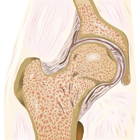 Anatomie Der Knie Vektor Abbildung Auf Weißem Hintergrund Stock