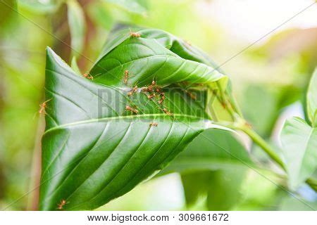 Ant Nest On Tree / Red Image & Photo (Free Trial) | Bigstock