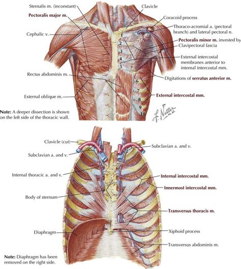 Exam 2 Thorax Respiratory Anterior Thoracic Wall Anatomy Thorax | Hot ...